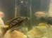 For sale female Nimbochromis fuscotaeniatus