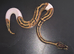 Female Leopard Pied (possible Phantom)