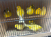 7 Canary for sale