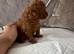 Kc registered deep red toy poodle 1 male left