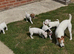 Jack Russell Puppies for Sale