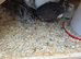 Courtex quails