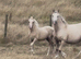 Palomino section C colt