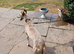 RKC Blue brindle dog