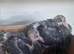 Pair and bibeies