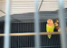 Baby Lutino lovebird