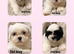 Beautiful shihtzu