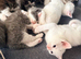7 kittens 4 girls 3 boys 5 weeks old