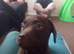 Goldador Puppies Ready Now