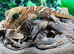 Pictus Ground Gecko at Birmingham Reptiles