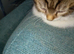 Gorgeous kittens looking for their forever home