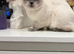 Female kitten