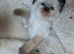 Pure Ragdoll kittens.