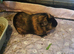 Two lovely guinea pigs requiring a new home.