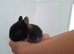 Purebred Netherland Dwarf kits