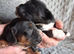 6 stunning working cocker spaniels