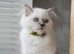 Beautiful Long Haired Kitten