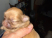 Lovely cheeky Shih Tzu pups Just 2 lovely boys