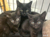 9 week old kittens