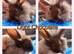 *1 BOY LEFT*FEMALE & MALE DOUBLE MANED LIONHEAD x CASHMERE MINILOPS
