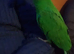 Male eclectus parrot