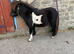 Homebred miniature shetland filly