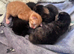 Gorgeous litter ready September 28th!