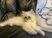 READY NOW Stunning Persian boy kitten ( fully vaccinated )