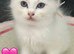 STUNNING FEMALE RAGDOLL KITTEN READY NOW