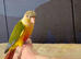 Hand reared tame pineapple gcc (9)