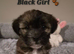 Beautiful shorkie puppies (Shih-tzu x Yorkshire terrier)- family raised