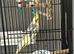 Beautiful cockatiel for sale