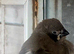 READY NOW zebra finch