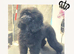 Gorgeous Girl Kc Toy Poodle Puppy for Sale
