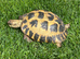 Female tortoise