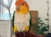 Hand tamed caique parrot