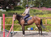 3 yr old filly - Ror eligible