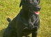 Labrador Black KC Reg 3yrs