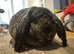 French Lop Buck 8 months old