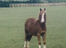 Yearling welch Sec C Gelding