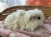 Texel boy guinea pigs