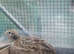 2 courtnix quail pol hens