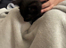 BEAUTIFUL BLACK BOY KITTEN FOR SALE