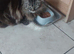 3 sister cats