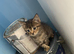 Rag doll kitten girl