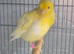 Pair of fife canary