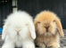 Stunning Mini Lion Lop Boys