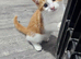 Kittens for sale