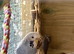 3 Budgies. 1 female 6 month old. Two adult males