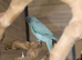 Baby Blue Ring Neck Talking Parrots,16